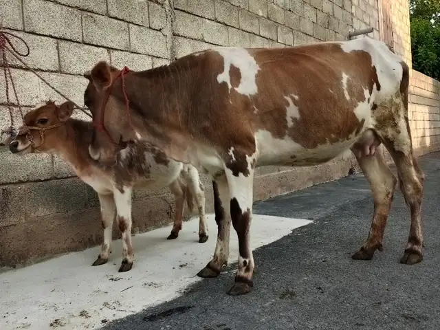 Гови гусоладор, Вахдат