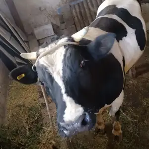 Бука, Душанбе