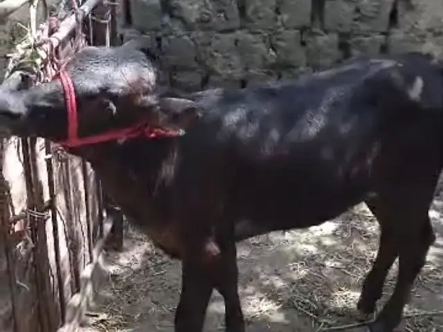 Гуночин, Гиссар