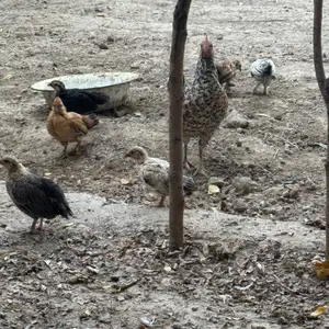 Чучаи японча, Пенджикент