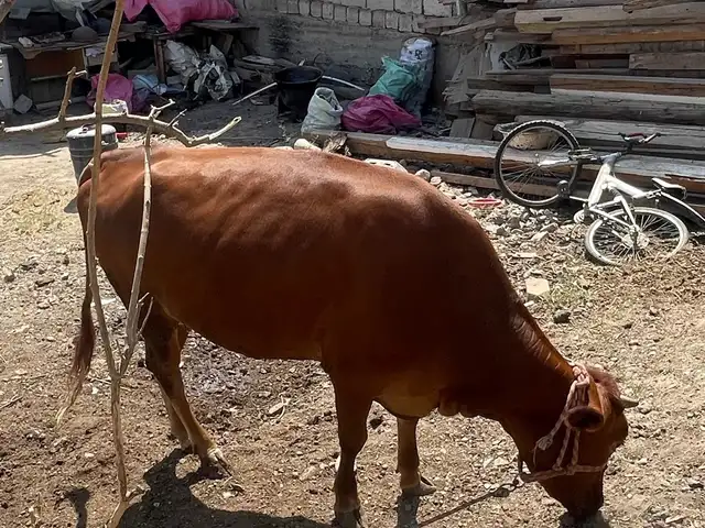 Гов, Худжанд