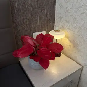 Аглаонема Red Valentine, Худжанд