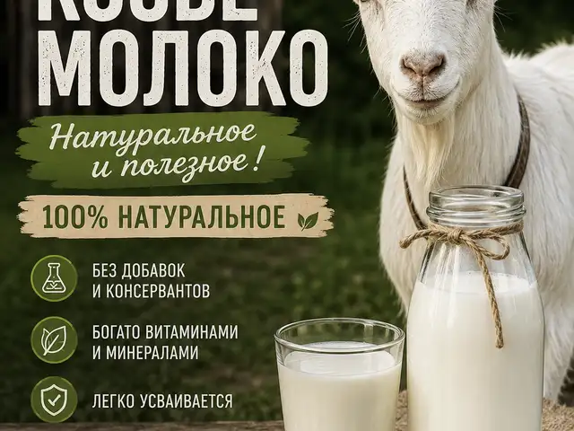 Шири Буз, Хуҷанд
