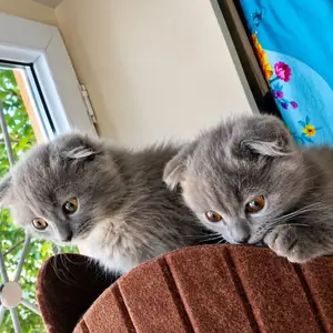 Вислоухие котята, Душанбе