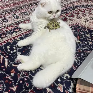 Шотландская вислоухая кошка, Исфара