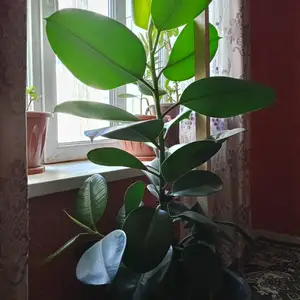 Чёрный принц, Пенджикент