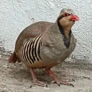 Кабк, Душанбе