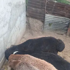 Кушкор шишак, Душанбе