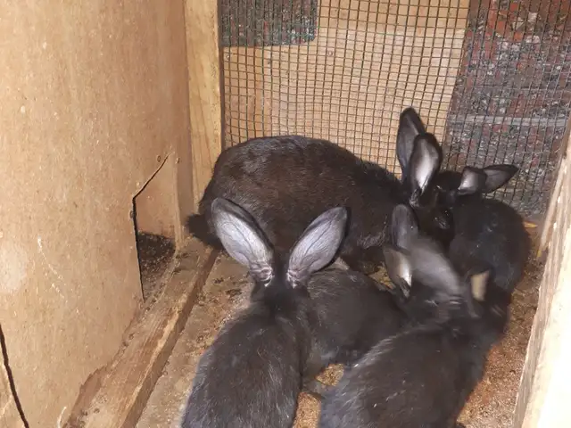Харгушхо, Худжанд