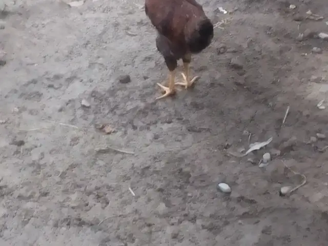 Мург, Шахринав