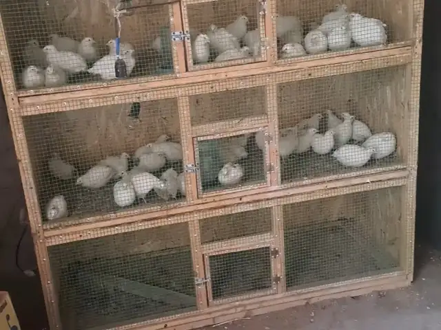 Бедона тхес, Хуҷанд
