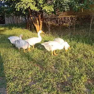 Гозхо, Деваштич (Ганчи)
