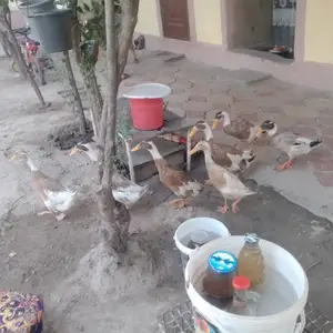 Индиски бегунот, Душанбе