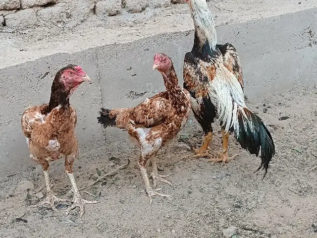 Дакан, Хуҷанд