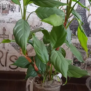 Гули хонаги, Душанбе
