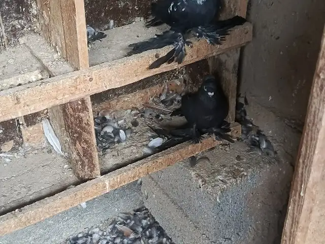 Кабутар, Ҷаббор Расулов