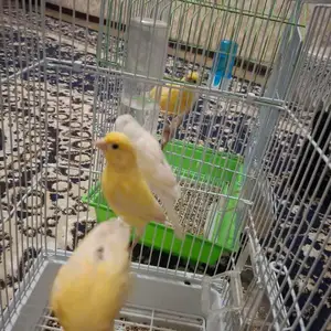 Канарейкахо, Душанбе