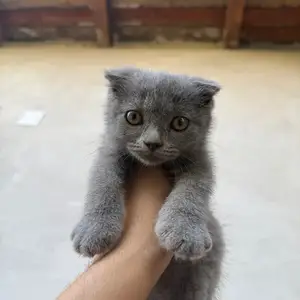 Котята, Худжанд