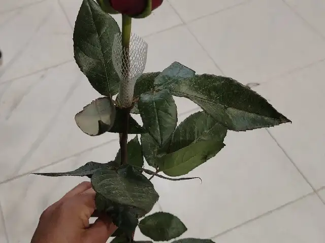 Роза, Бохтар (Курган-Тюбе)