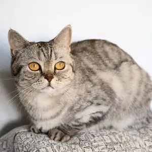 Шотландские прямоухие котята, Душанбе