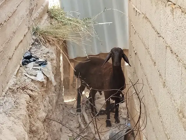 Кушкор, Гиссар