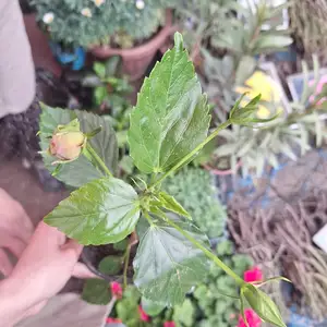 Китайская роза, Душанбе