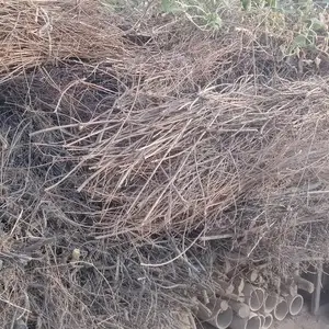 Хезуми хушк зардолу, Худжанд