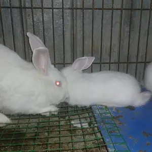 Хикол, Худжанд