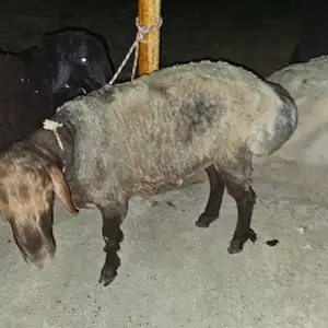 Хизматрасонии касоб, Душанбе
