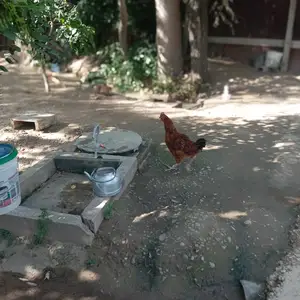 Хуруси Ломан Браун, Душанбе