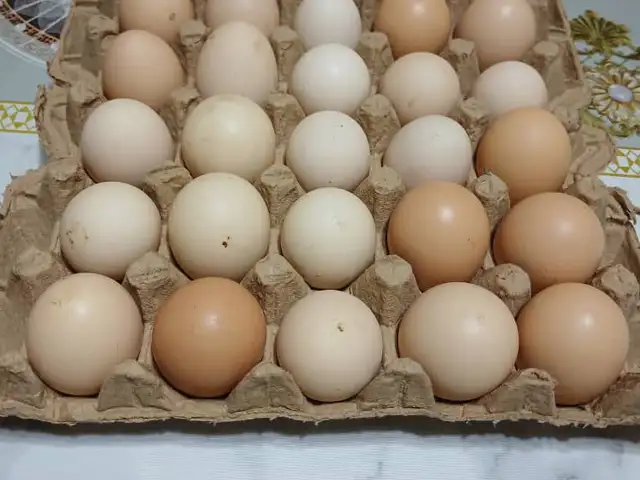 Тухми хонаги, Хуҷанд