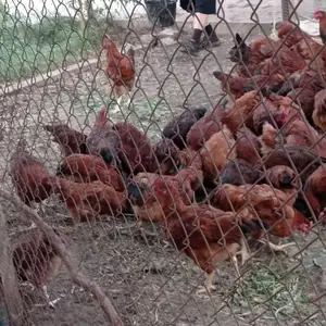 Мурги ломан, Худжанд