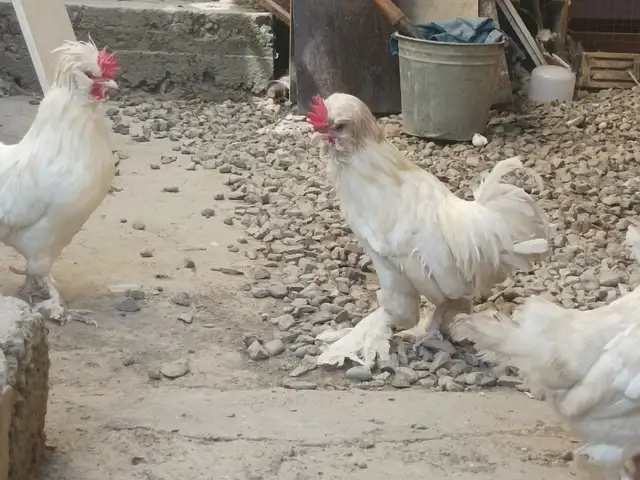 Мург, Душанбе
