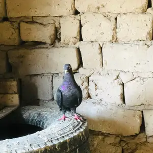 Кафтар Жуко, Бохтар (Курган-Тюбе)