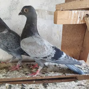 Кафтар, Душанбе