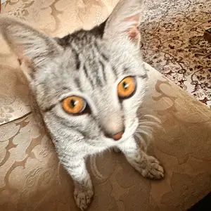 Кошка даром, Душанбе