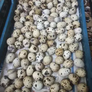 Тухми бедона, Гиссар