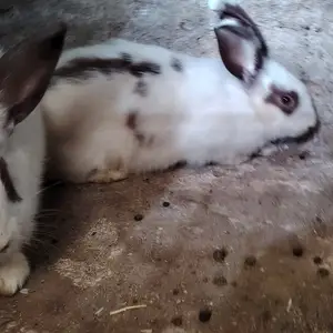 Харгуши Стракач гибрид, Душанбе