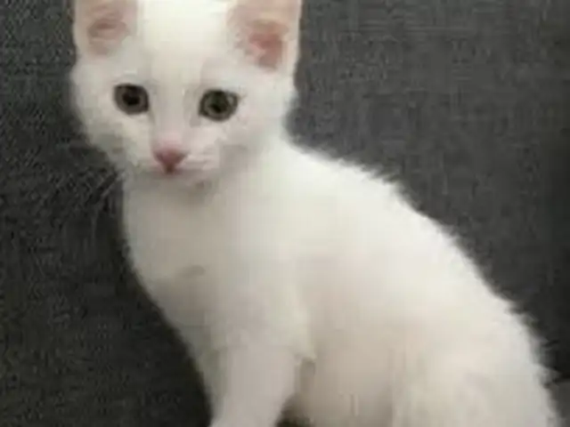 Кошечка, Хуҷанд