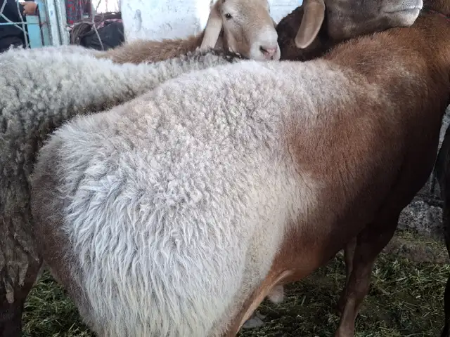 Гусфанди калони чори, Хуҷанд
