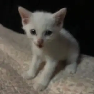 Шотландский котёнок, Душанбе