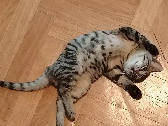 Котята даром, Душанбе - 2