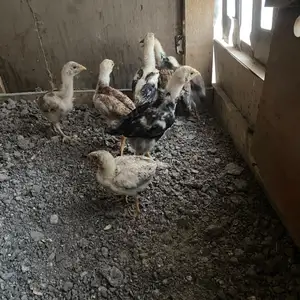 Чучахо, Худжанд