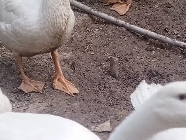 Гоз, Душанбе