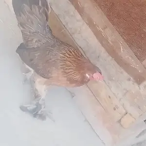 Мурги японча пара, Вахдат