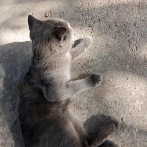 Шотландский кот, Душанбе