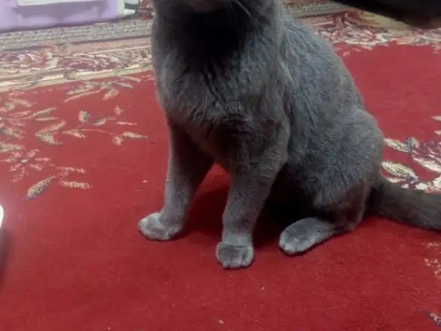 Шотландский кот, Худжанд