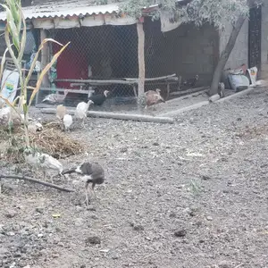 Индюки, Турсунзаде