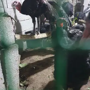 Индюк, Худжанд