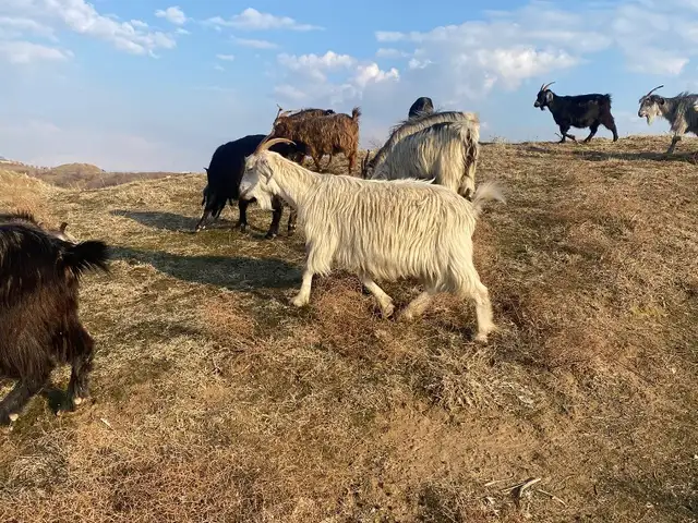 Буз, Душанбе